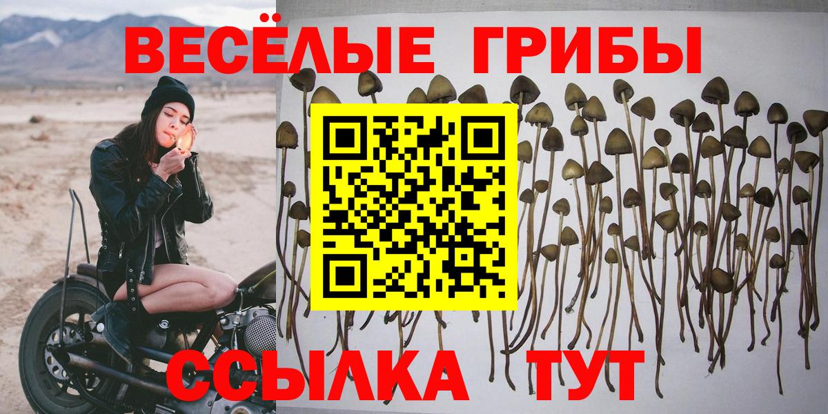 Псилоцибиновые грибы Cubensis Псков